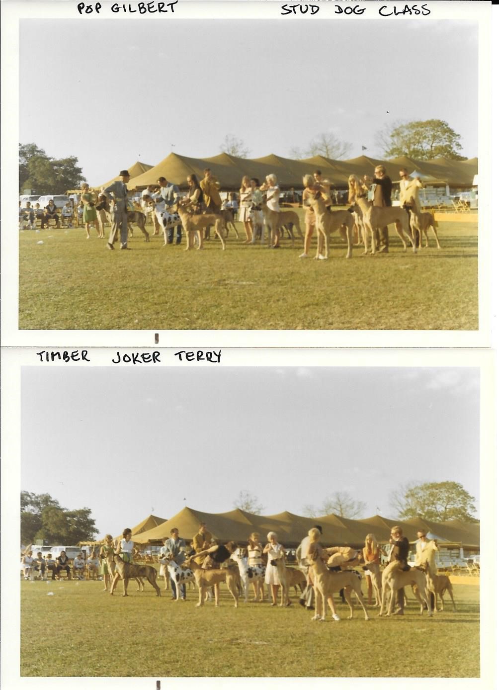 Westchester 1970 Stud Dog Class